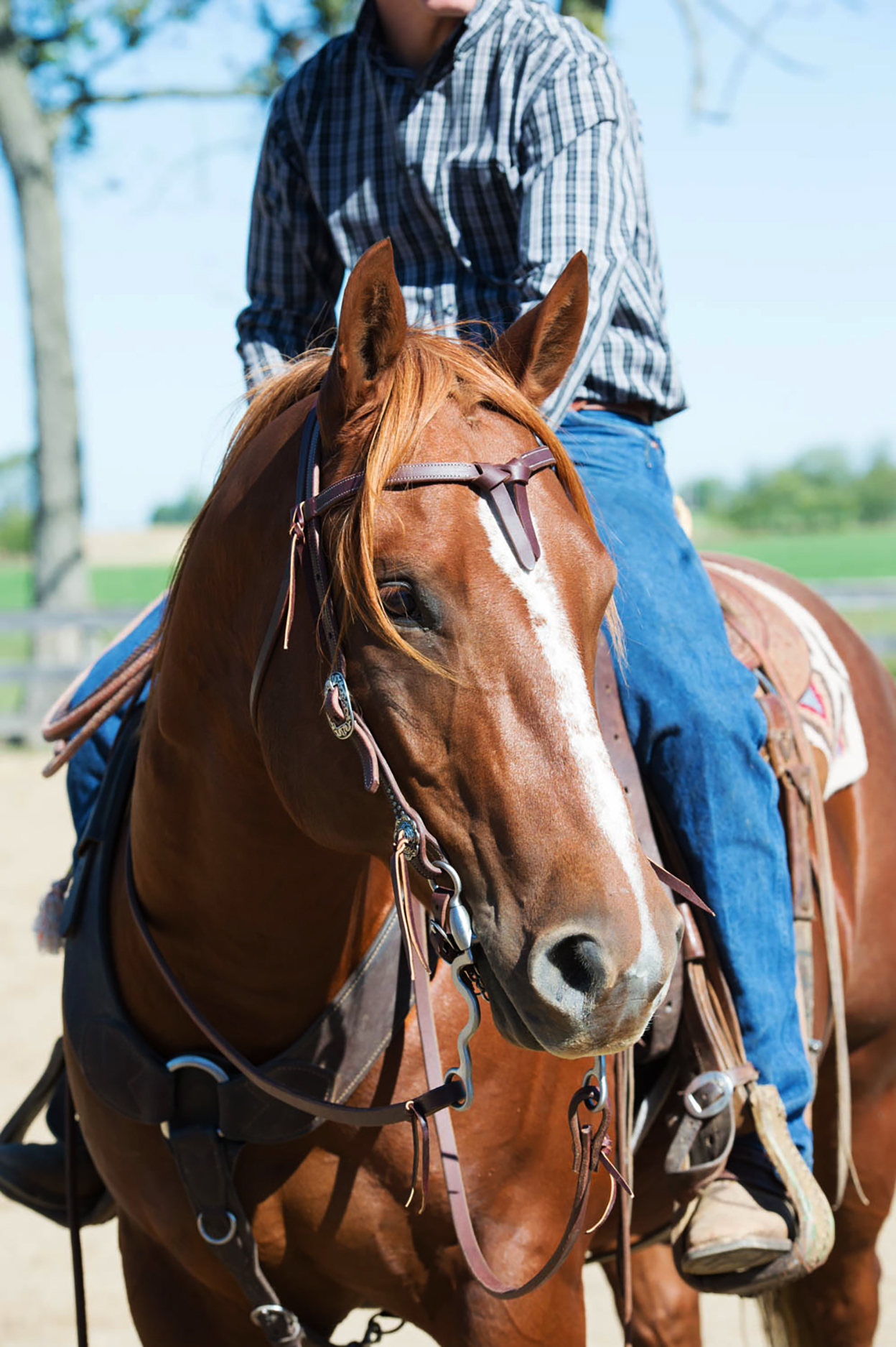 Working Tack Futurity Knot Browband Headstall Ken McNabb