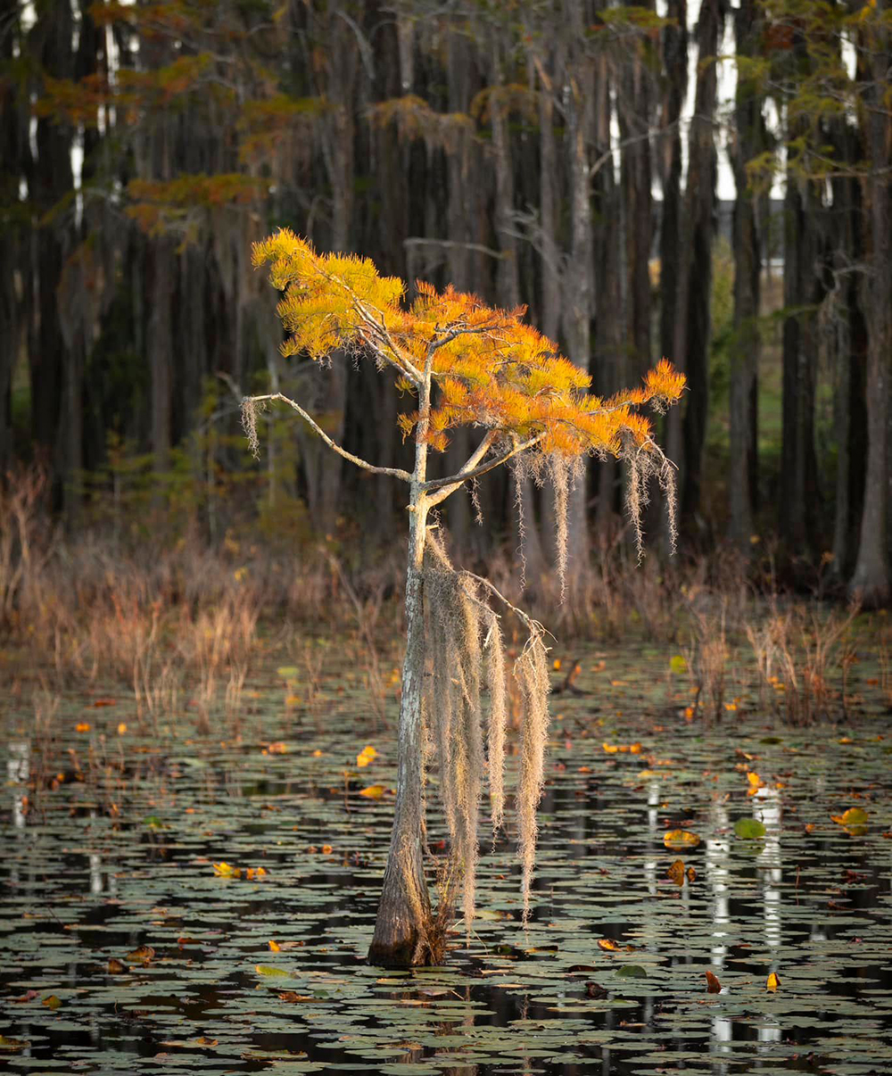 Home Kennedy Pond Conservancy
