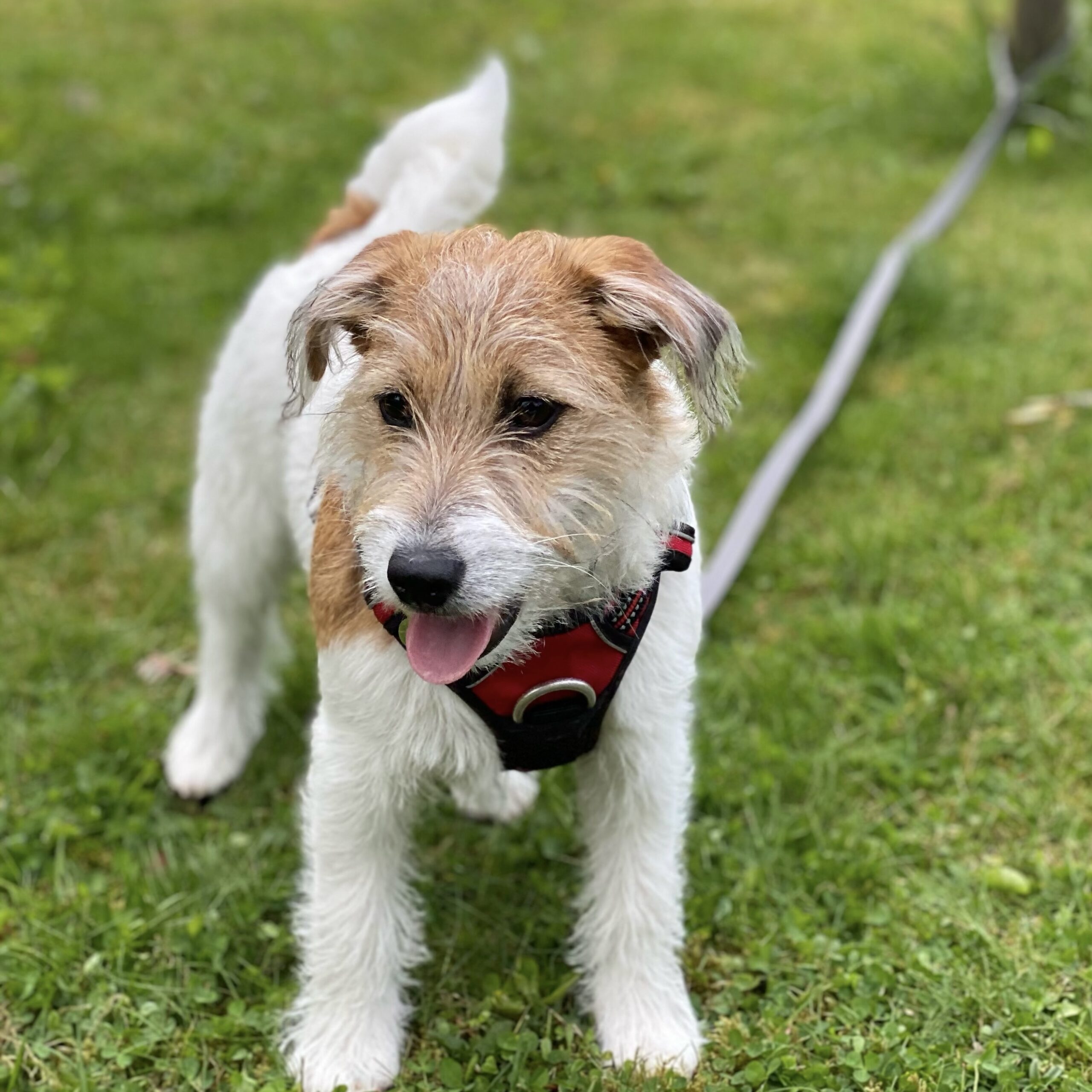 Four Jacks Candy Kennel Four Jacks