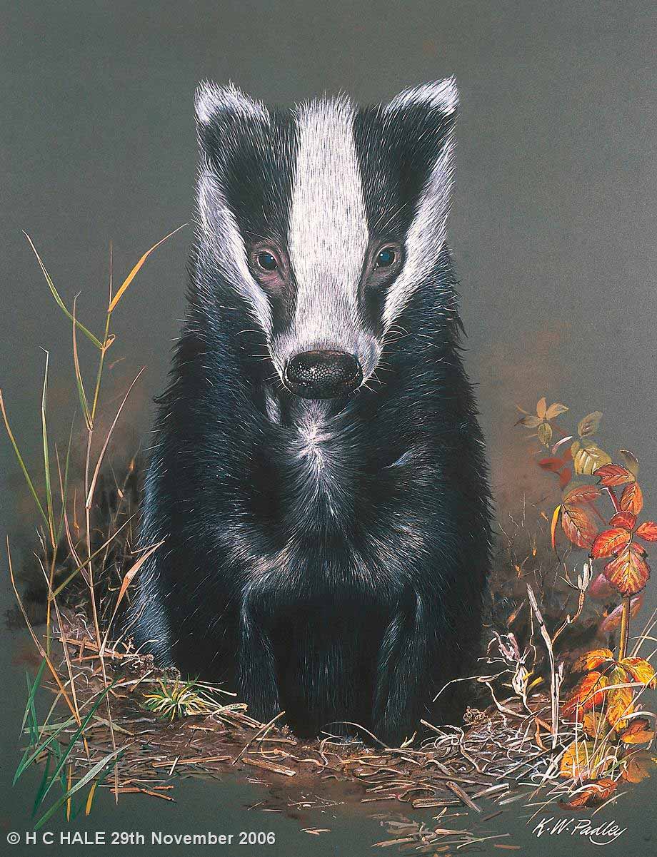 Badger Digital Print Padley Art
