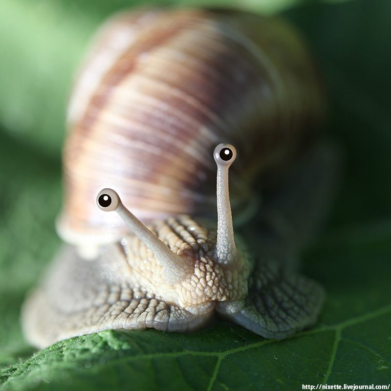 The Eye of the Snail Imagine the Worlds Within Of Things That Matter