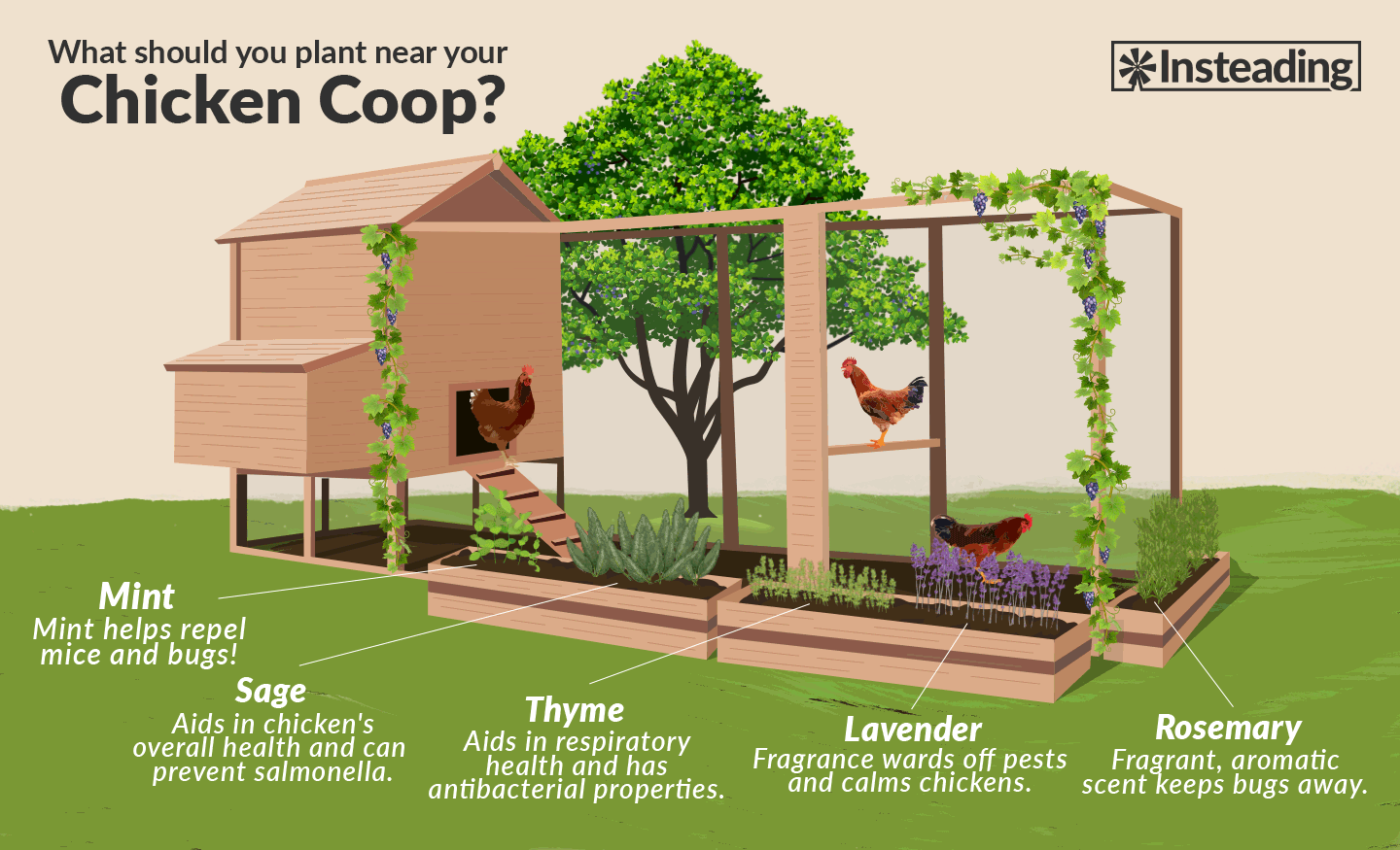 What Is The Best Dirt For A Chicken Coop at Ronald Garrett blog