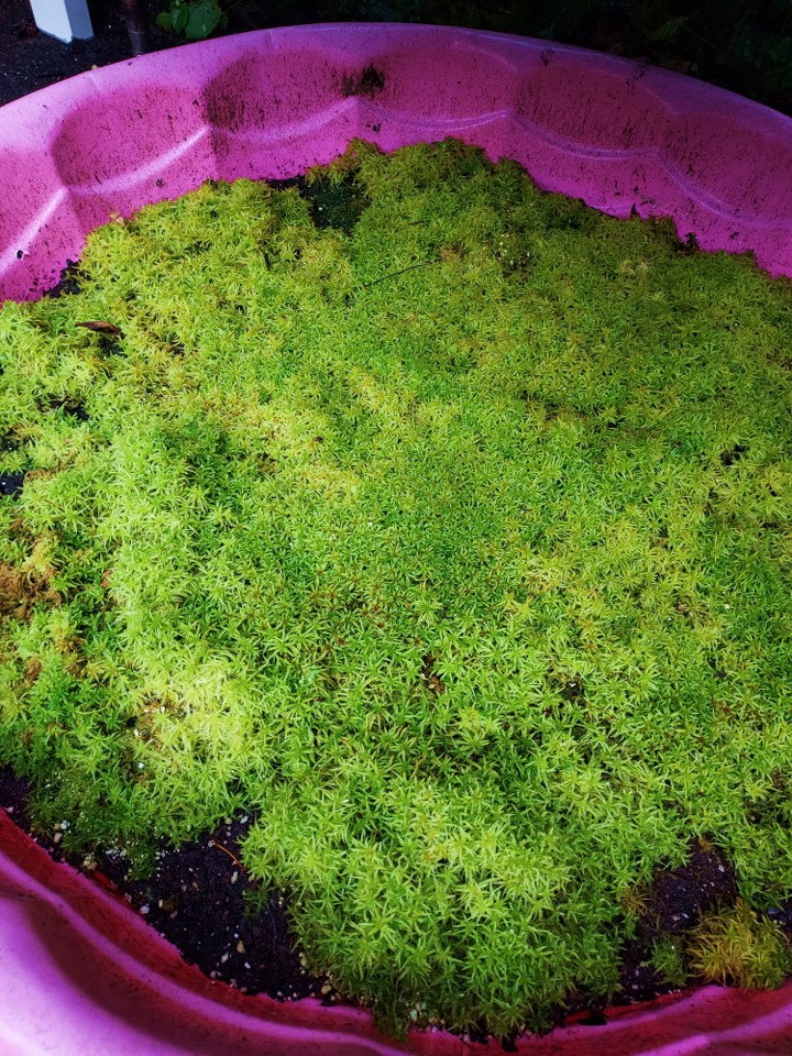 Live Sphagnum Moss Kenny Coogan carnivorous plants