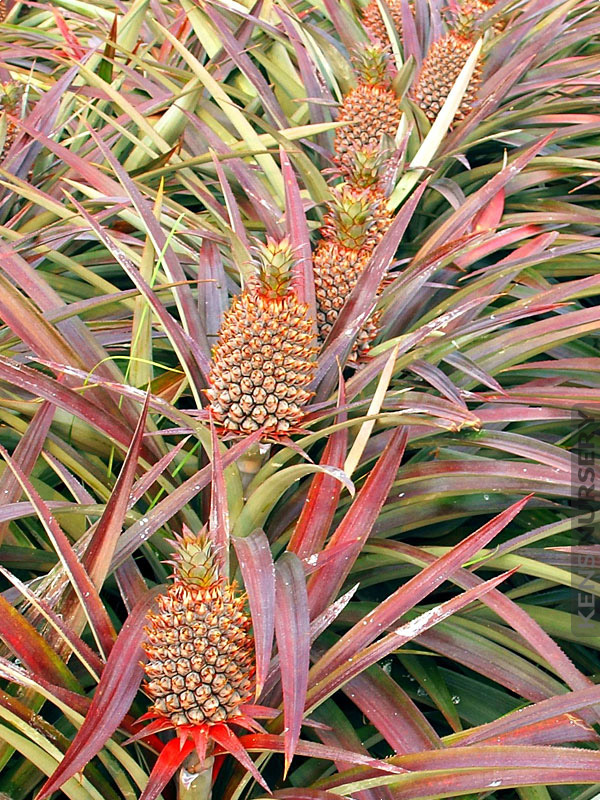Cold Hardy Florida Special Pineapple KensNursery