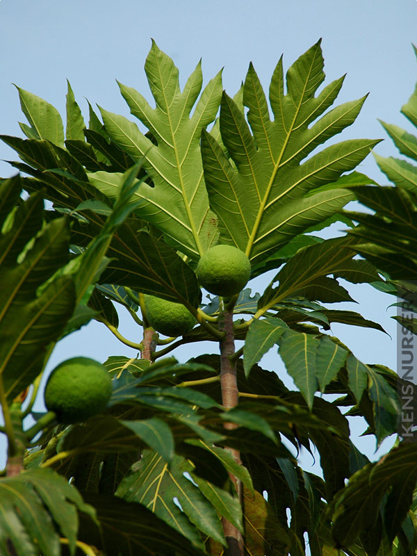 Fruit Trees Home Gardening Apple, Cherry, Pear, Plum Breadfruit Tree