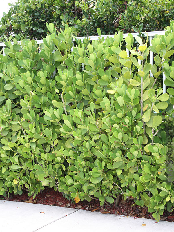 Tropical Hedge Autograph Tree Clusia Rosea KensNursery