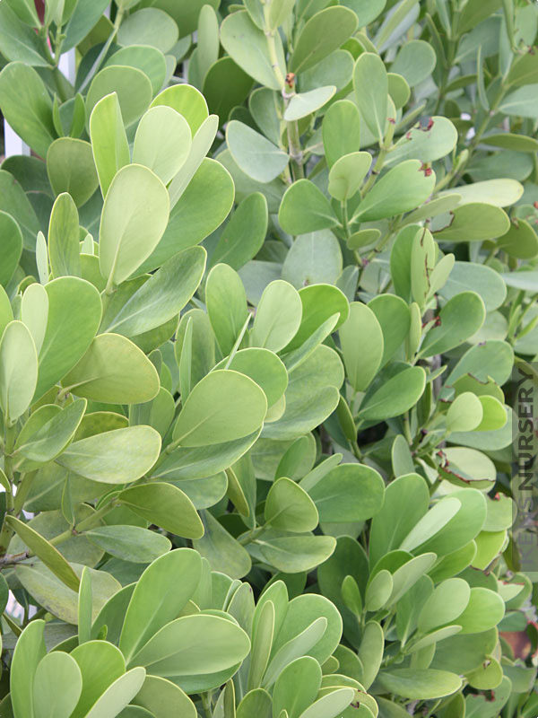 Tropical Hedge Autograph Tree Clusia Rosea KensNursery