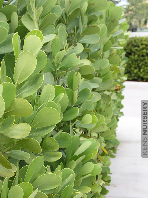 Tropical Hedge Autograph Tree Clusia Rosea KensNursery