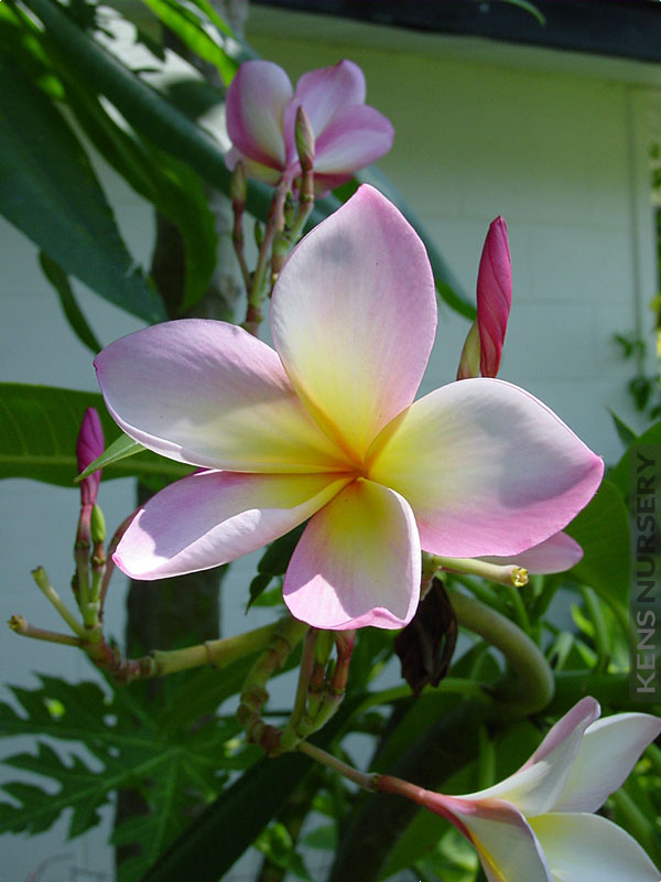 Hawaiian Frangipani Plumeria 2 Plant Mix KensNursery