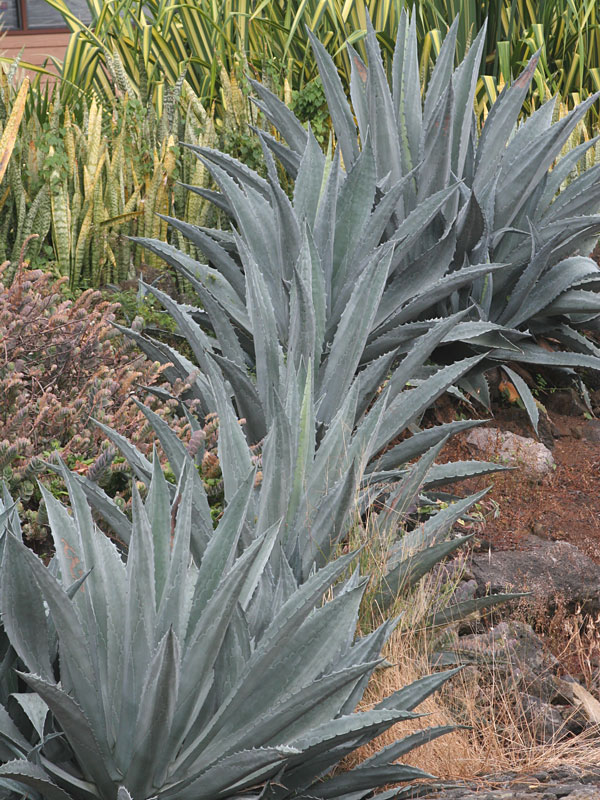 Giant Steel Blue Agave (agave americana sp) Kens Nursery