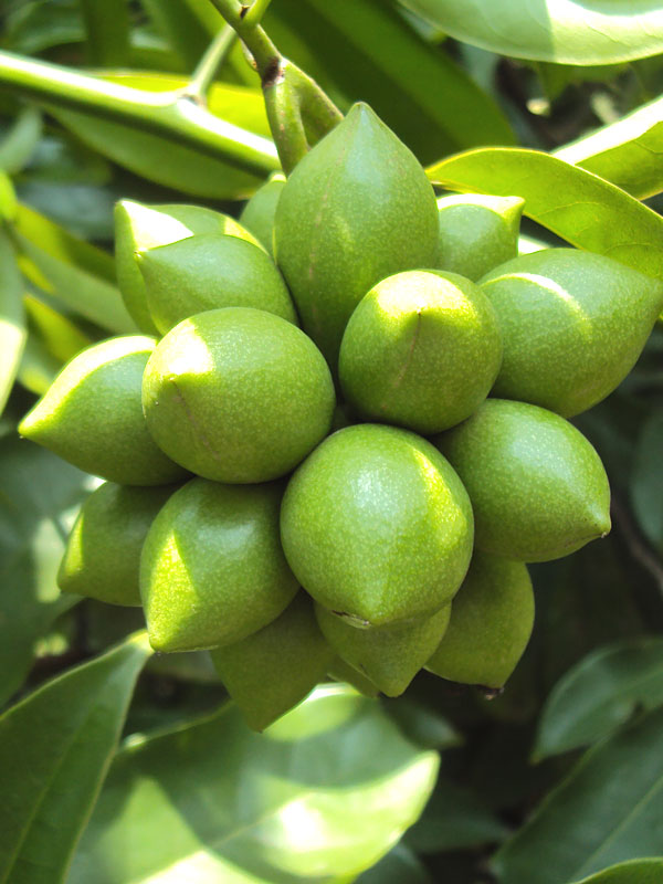 Fruiting Ylang Ylang Vine (artabotrys hexapetalus) Kens Nursery
