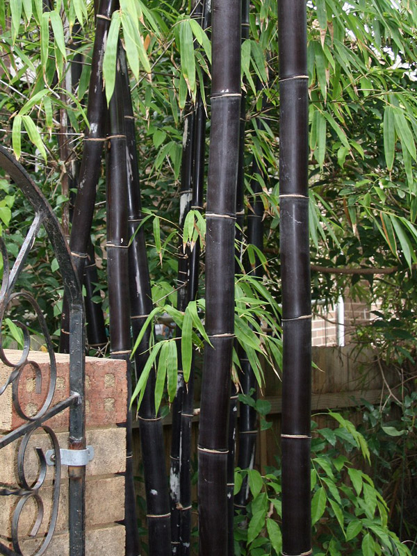 XL Tropical Black Bamboo (bambusa lako timor) Kens Nursery