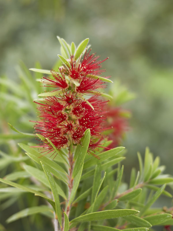 Dwarf Weeping Bottlebrush (callistemon subulatus) Kens Nursery