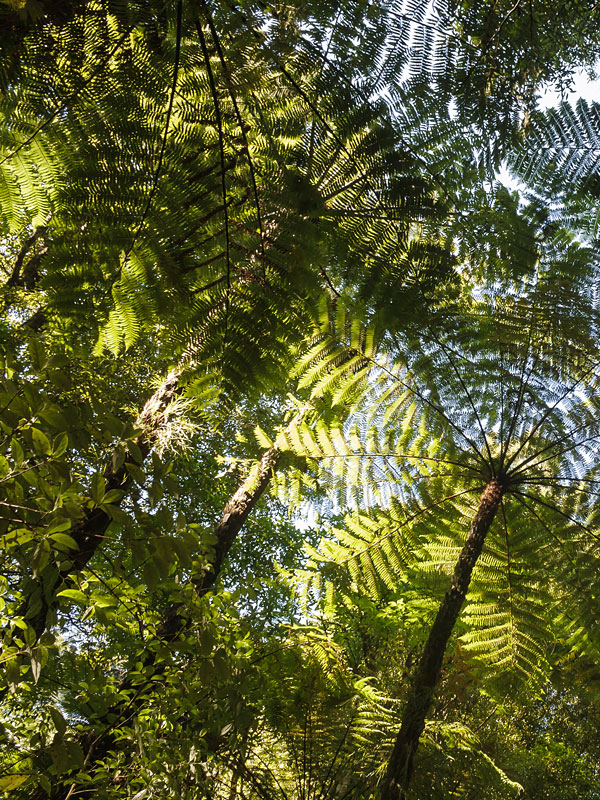 Australian Tree Fern Plant (cyathea cooperi brentwood) Kens Nursery