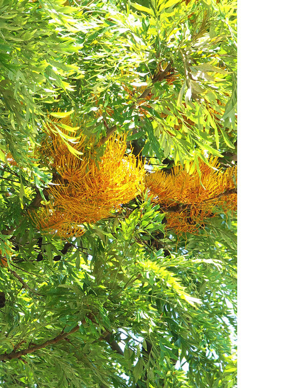 Tropical Silky Oak Tree (grevillea robusta) Kens Nursery