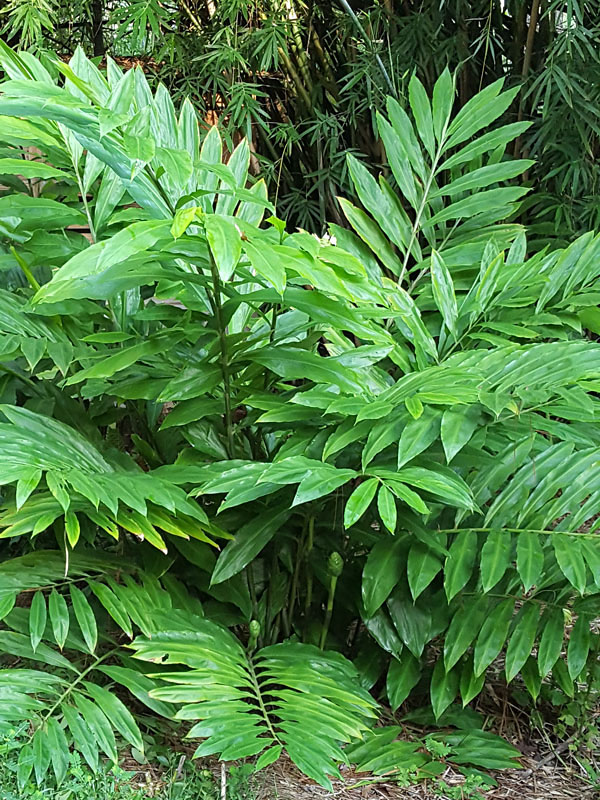 XL Hawaiian Shampoo Ginger Plant (zingiber awapuhi) Kens Nursery