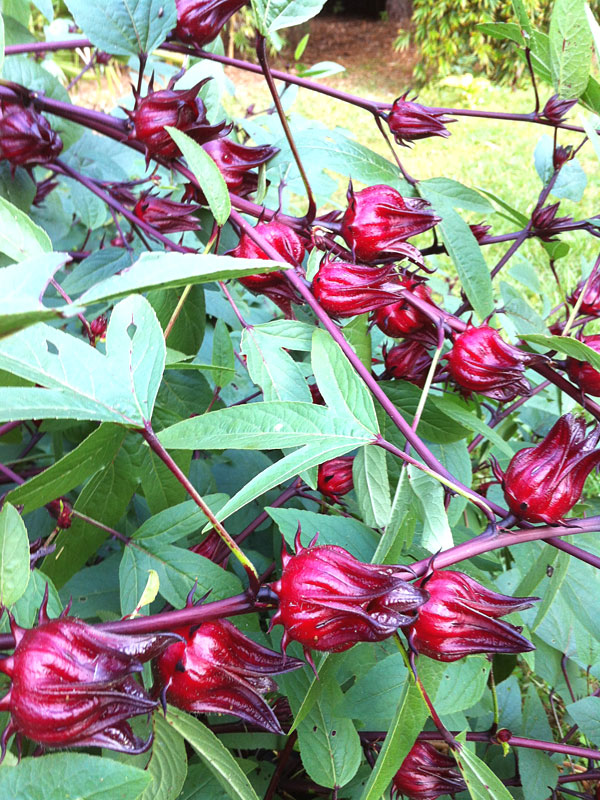 Roselle Tea Hibiscus Plant (hibiscus sabdariffa) Kens Nursery
