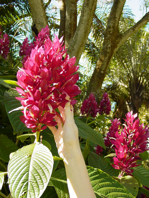 Brazilian RedCloak Plant (megaskepasma erythrochlamys) Kens Nursery