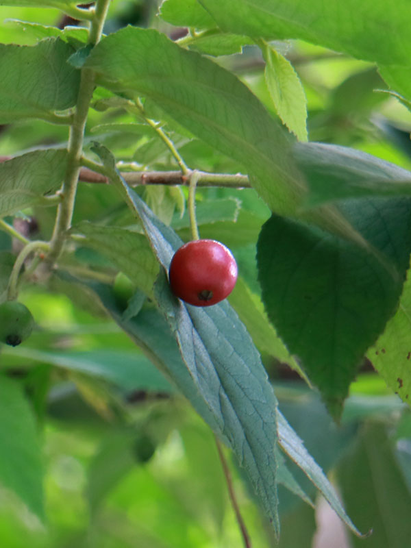Jamaican Strawberry/Cherry Tree (muntingia calabura) Kens Nursery