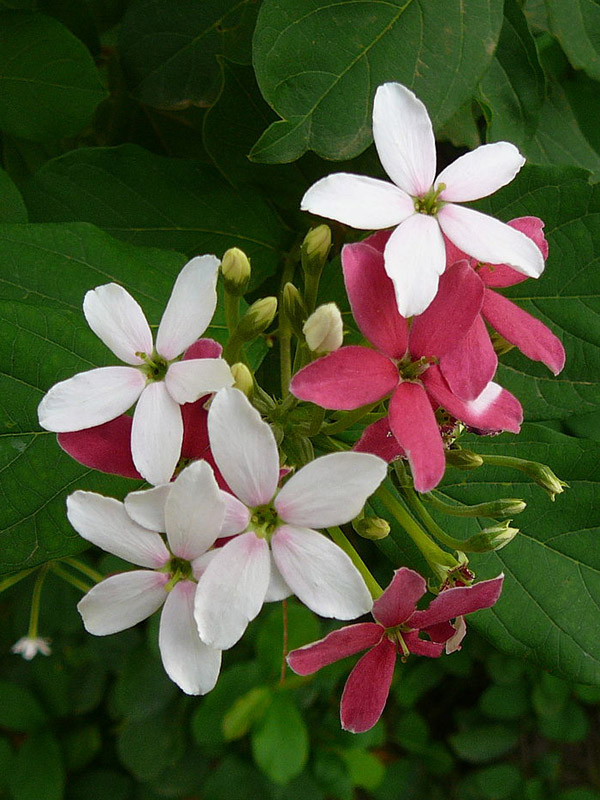 Rangoon Creeper Plant (quisqualis indica) Kens Nursery