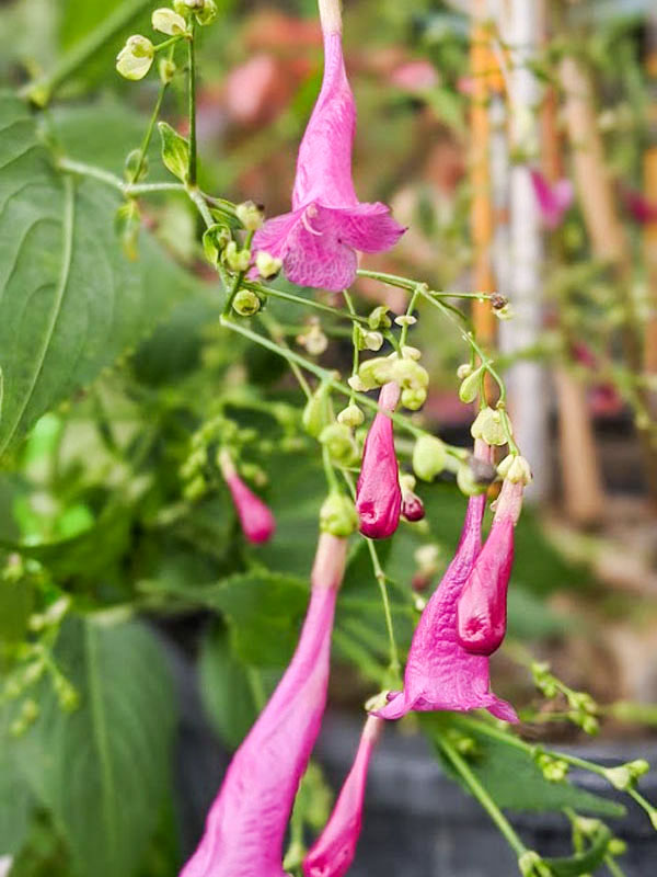 Pink Raindrop Plant (strobilanthes hamiltoniana) Kens Nursery