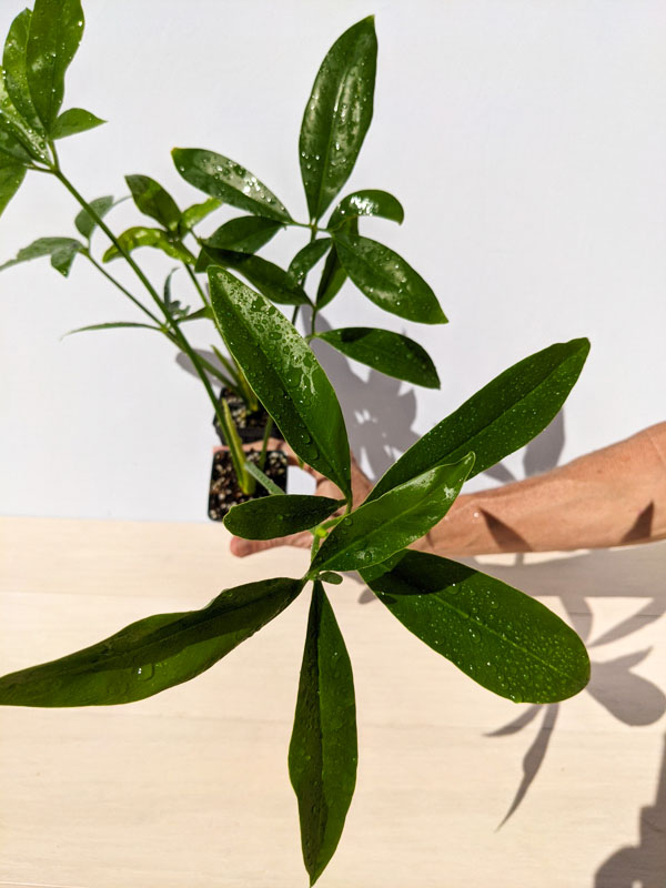 Philodendron Goeldii Finger Leaf Plant (In 2x2x3″ Pot) Kens Philodendrons