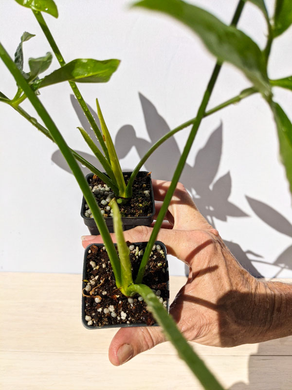 Philodendron Goeldii Finger Leaf Plant (In 2x2x3″ Pot) Kens Philodendrons