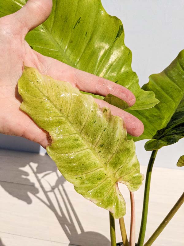 Philodendron Jungle Fever (Actual Plant) Kens Philodendrons