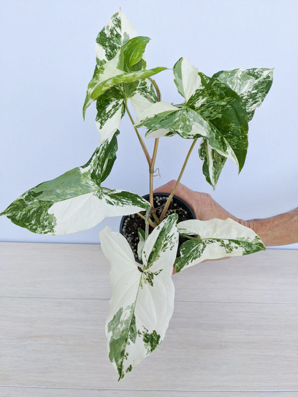 White Knight Albo Variegata (syngonium podophyllum) 0J32a Kens