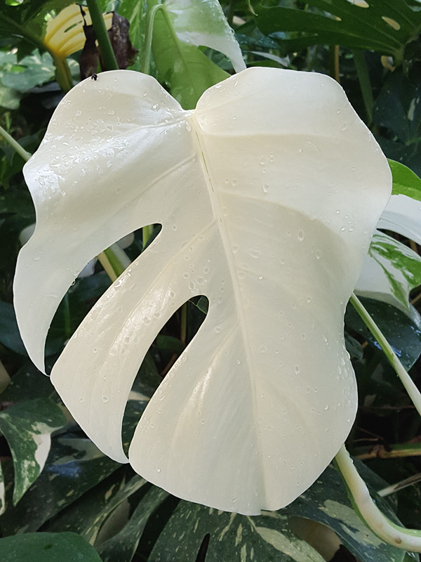 XL Monstera Deliciosa Albo Variegata (Heavy Variegation
