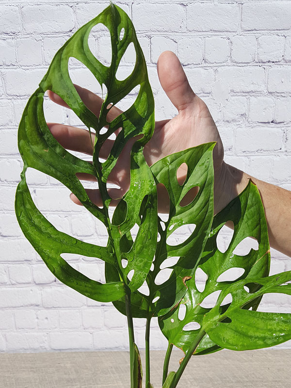 XL Monstera Epipremnoides Plant in 6” pot Kens Philodendrons