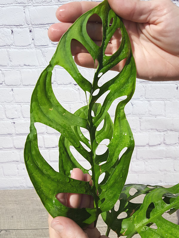 XL Monstera Epipremnoides Plant in 6” pot Kens Philodendrons