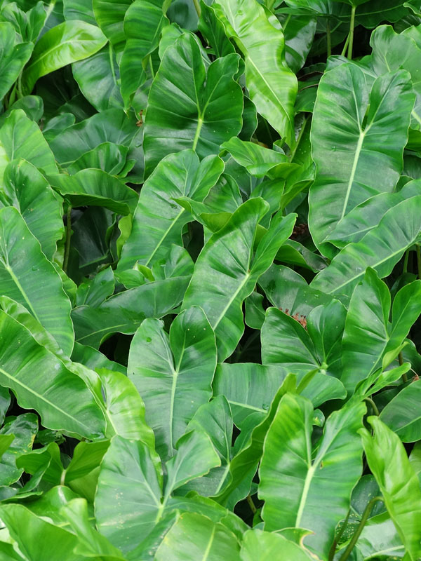 Philodendron Burle Marx Plant in 2x2x7″ pot Kens Philodendrons