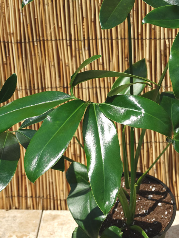 XXL Philodendron Goeldii Hawaiian Finger Leaf Plant in 8” pot Kens