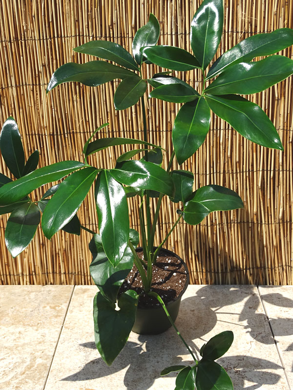 XL Philodendron Goeldii Hawaiian Finger Leaf Plant in 6” pot Kens
