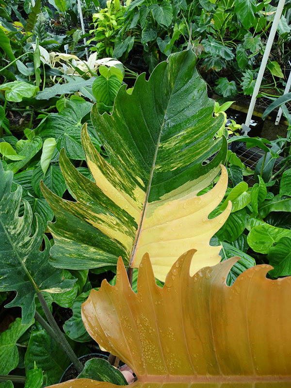 XXL Philodendron Ring of Fire Plant in 8” Pot Kens Philodendrons