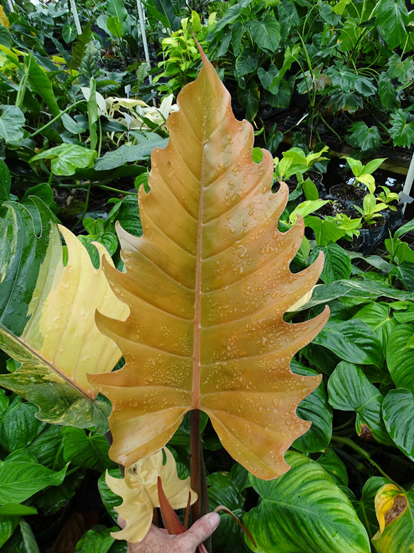 XXL Philodendron Ring of Fire Plant in 8” pot Kens Philodendrons