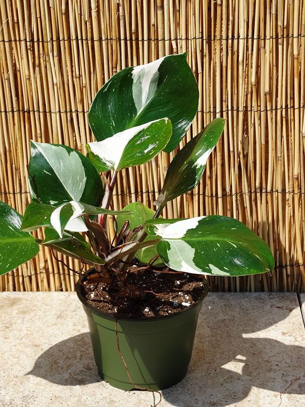 Philodendron White Knight Plant in 2x2x7″ pot Kens Philodendrons