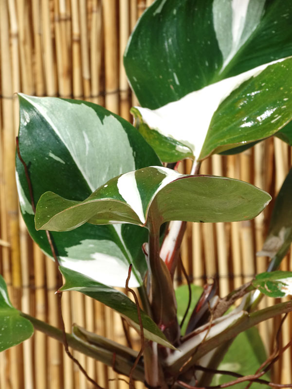 Philodendron White Knight Plant in 2x2x7″ pot Kens Philodendrons