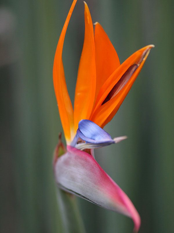 Strelitzia Juncea Leafless Bird of Paradise Starter Plant Kens