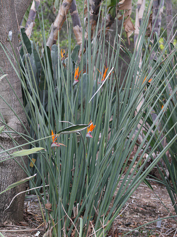 Strelitzia Juncea Leafless Bird of Paradise Starter Plant Kens