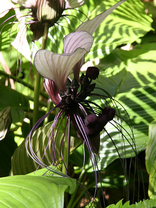 White Bat Flower Tacca Integrifolia in 2x2x7″ Pot Kens Philodendrons