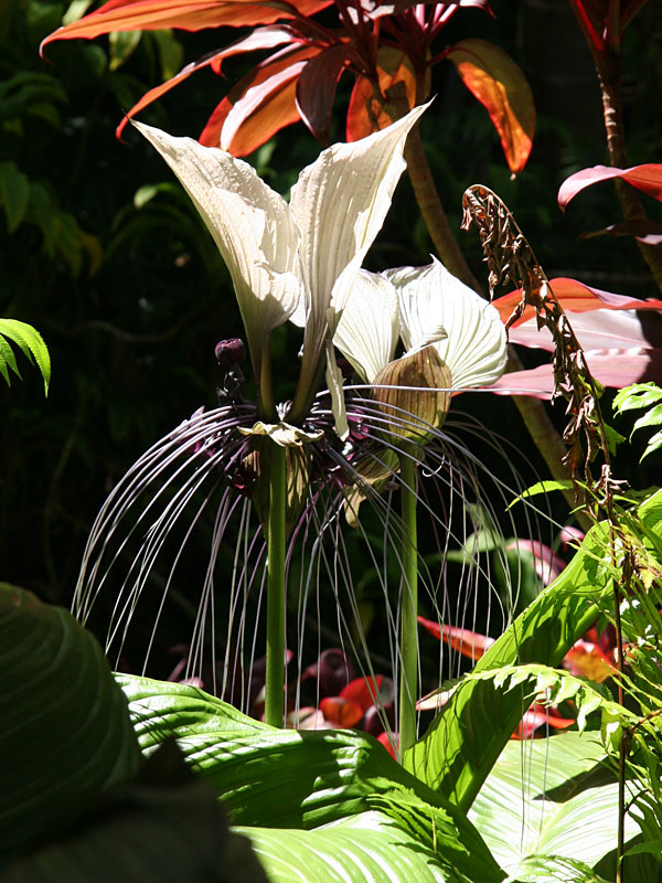 White Bat Flower Tacca Integrifolia in 2x2x7″ Pot Kens Philodendrons
