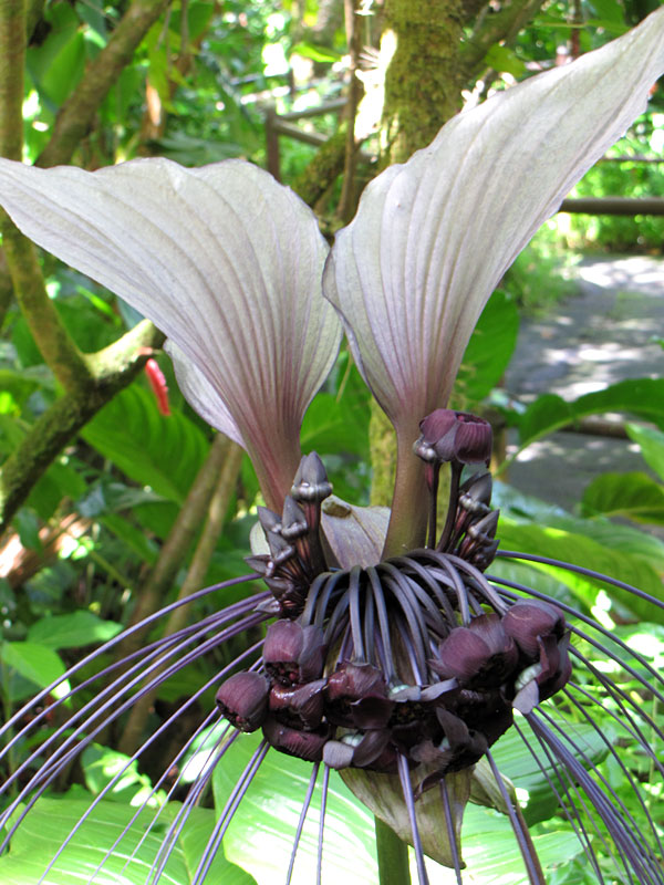 White Bat Flower Tacca Integrifolia in 2x2x7″ Pot Kens Philodendrons