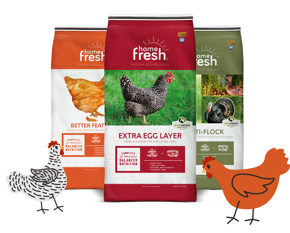 Poultry Feeding Tips for a Happy Healthy and Thriving Flock Kent