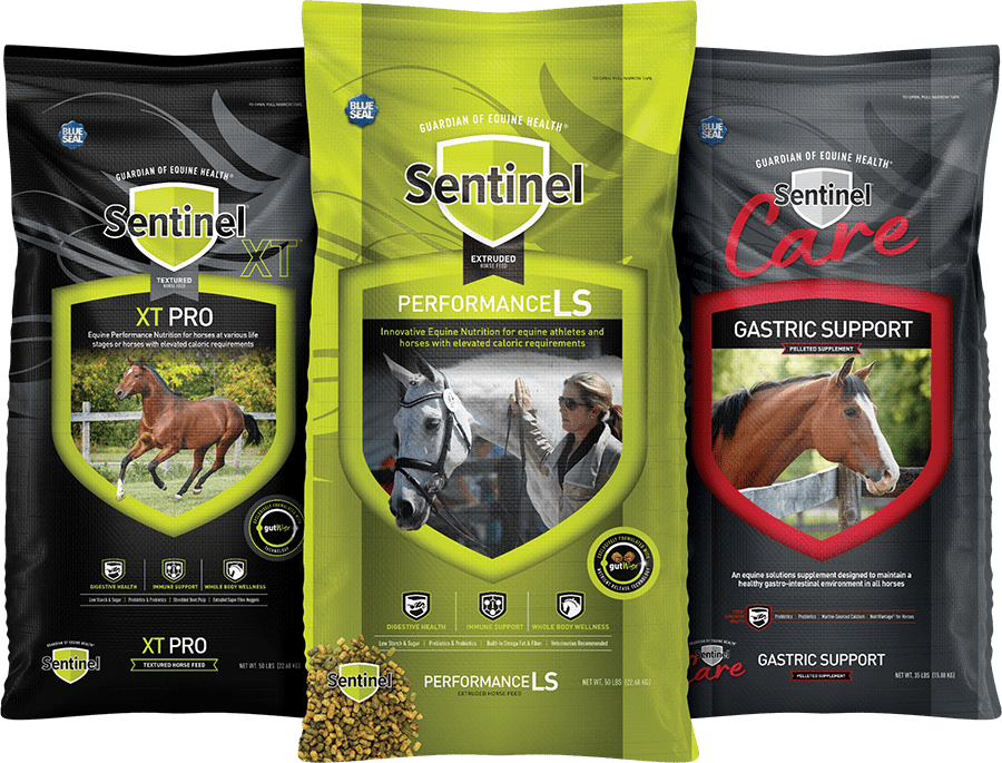 Horse Nutrition Advice from Dr. Randel Raub Kent Feeds Blue Seal