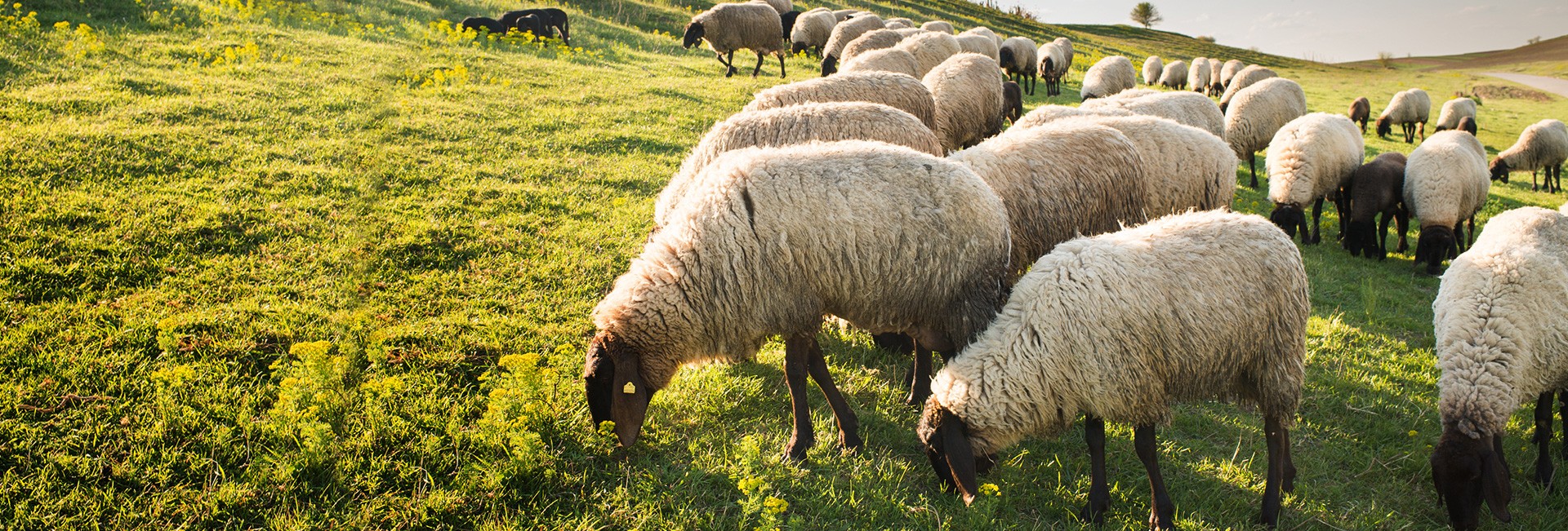 Sheep Feed Kent Feeds Blue Seal