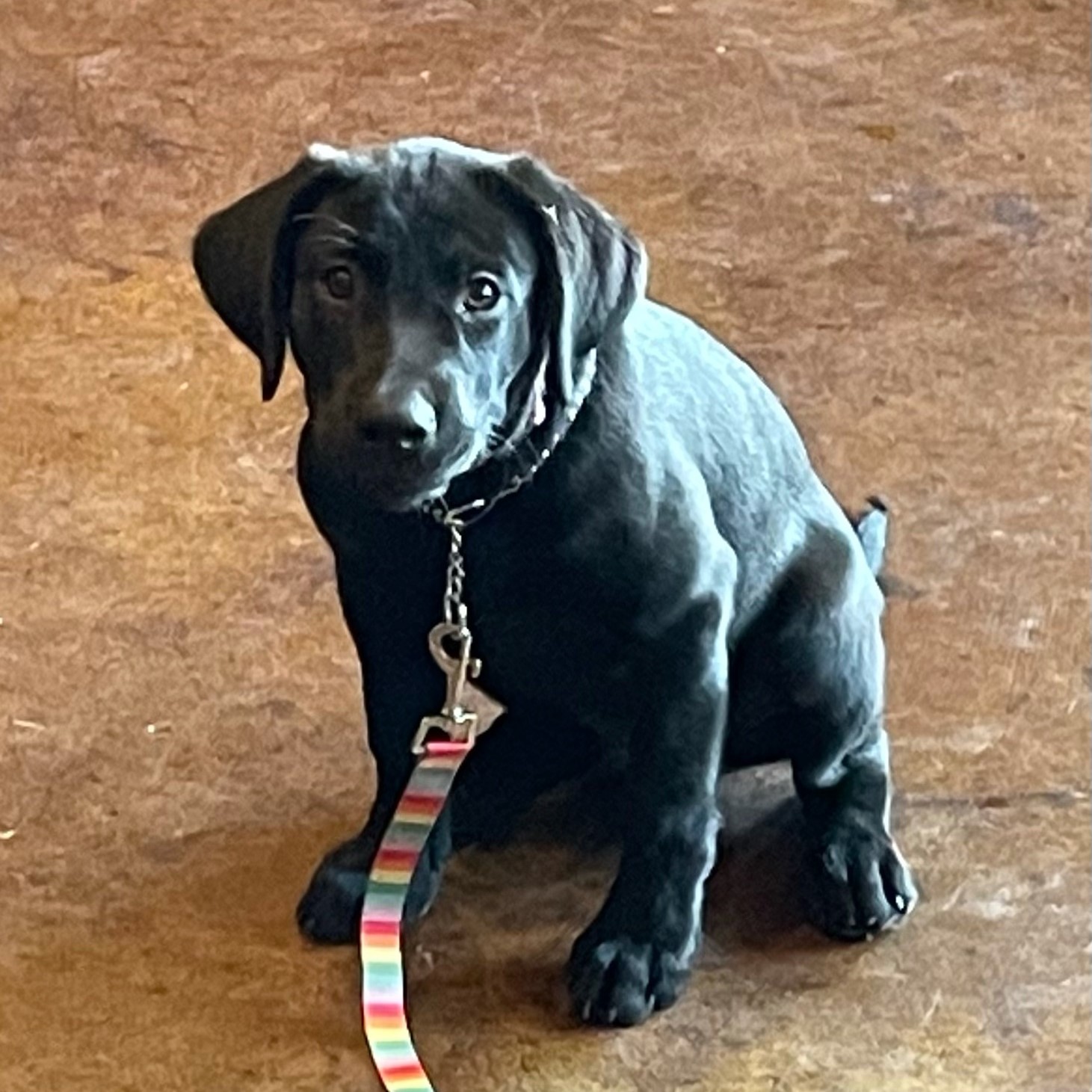 Trained Puppies Kentfield Kennels