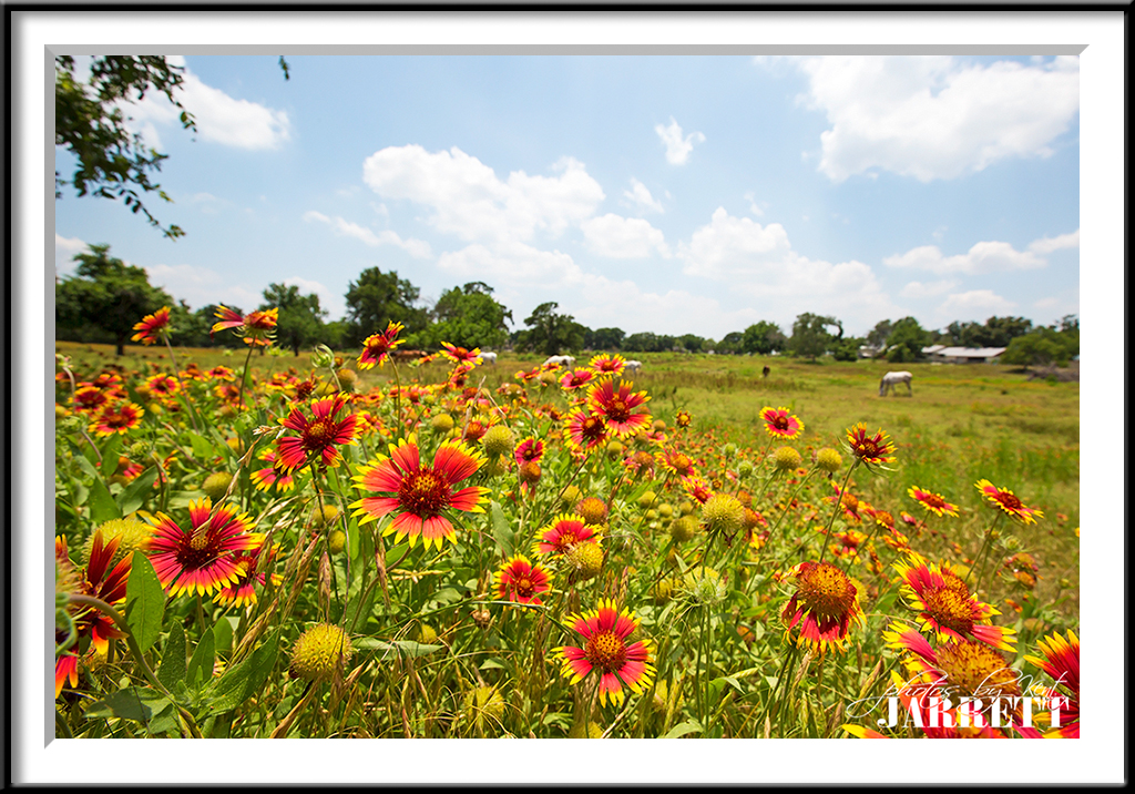 Texas Firewheel Flowers Kent Jarrett Photography