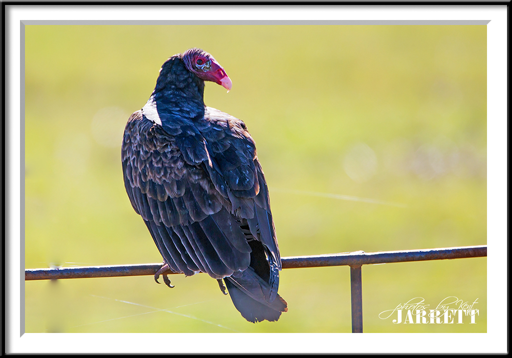 Old Buzzard Kent Jarrett Photography